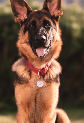shepherd img