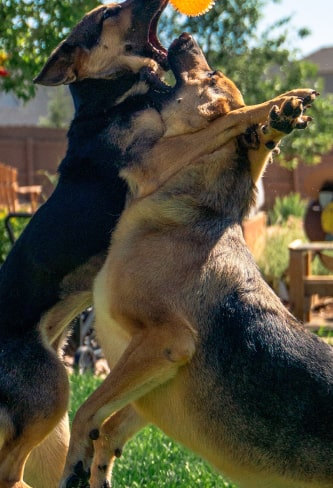 two-sheppard dogs