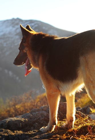 shepherd img