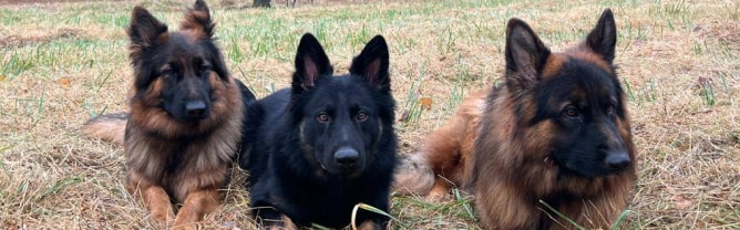shepherd dogs img