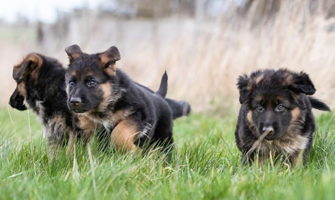 shepherd puppies
