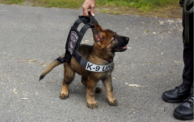 shepherd dog img