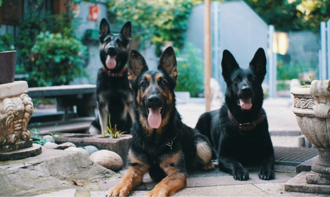 shepherd dogs img
