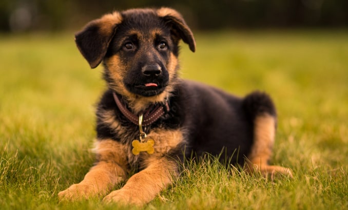 shepherd puppy img