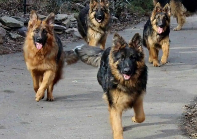 Sheppard dogs img