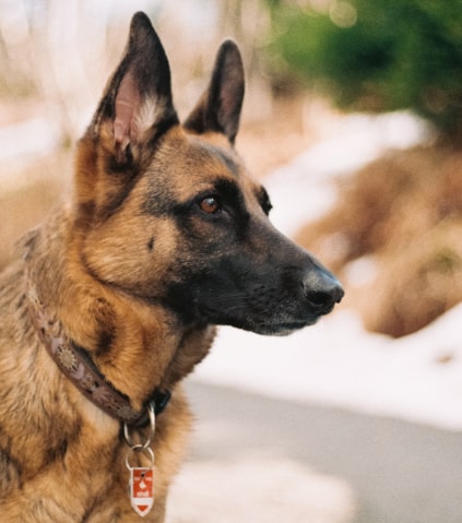 shepherd dog img