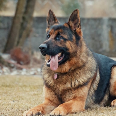 shepherd dog img