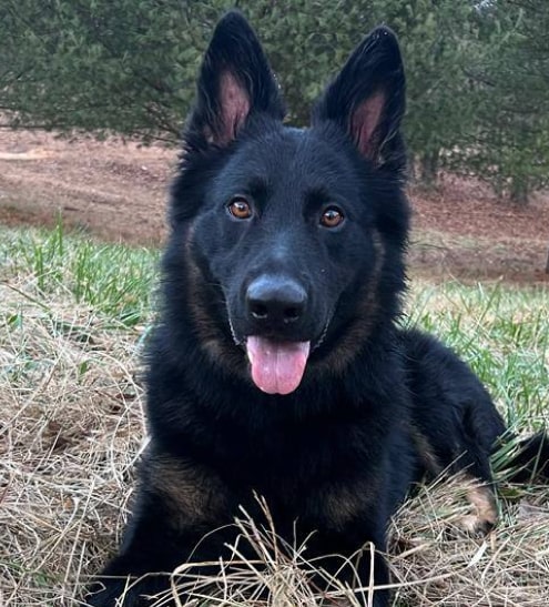 shepherd dog img