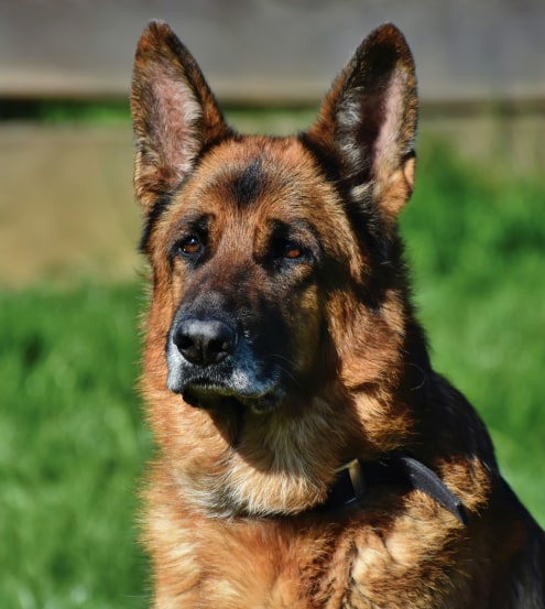 shepherd dog img
