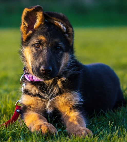 Sheppard puppies