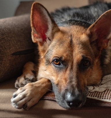 shepherd dog img