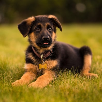 shepherd puppy img