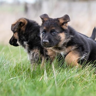 shepherd puppies img