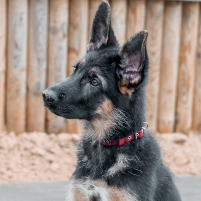 Puppie img