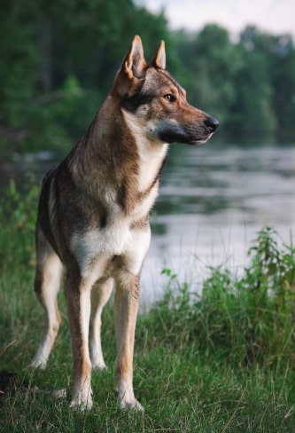 shepherd dog img