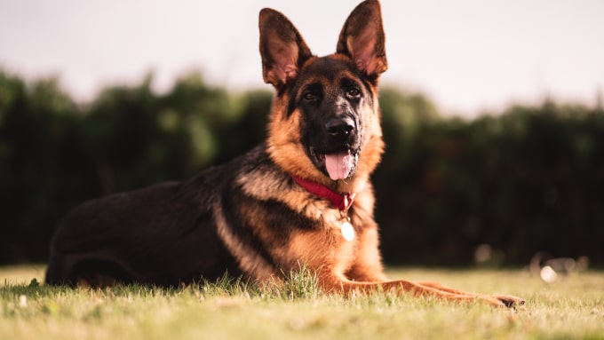 shepherd dog img