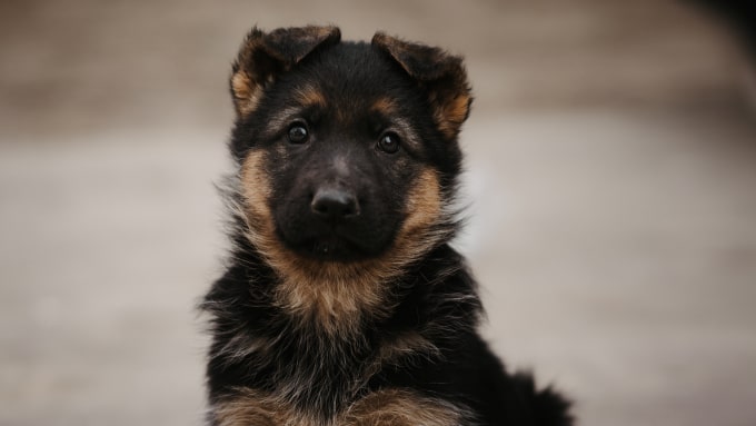 Puppie-img