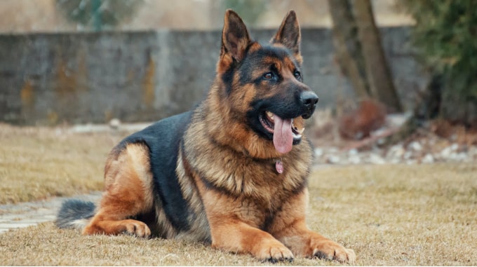 shepherd dog img