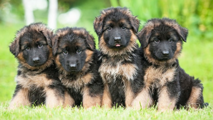Shepherd puppies img