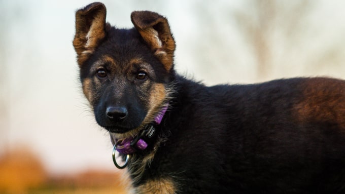 shepherd dog img