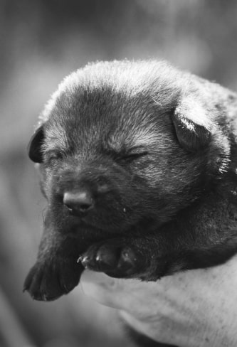 born puppy img