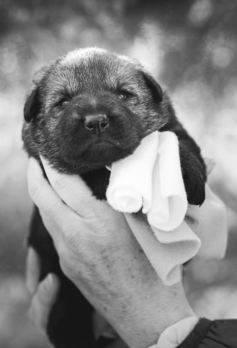 born puppy img