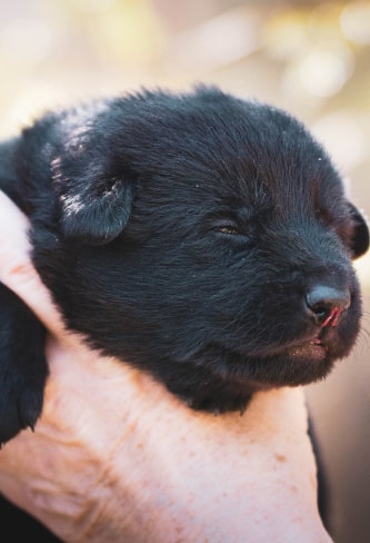 puppy img