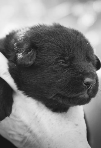 born puppy img