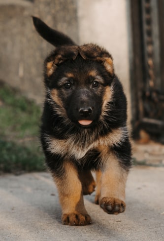 puppy img