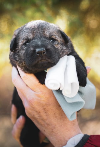puppy img