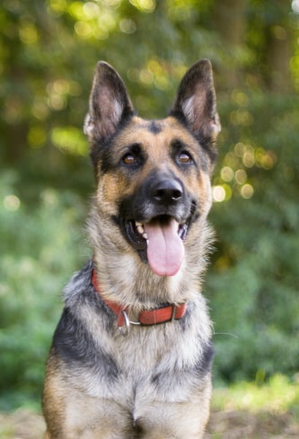 shepherd img