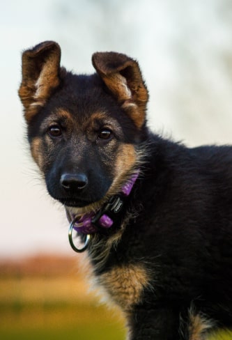 Shepherd puppy img