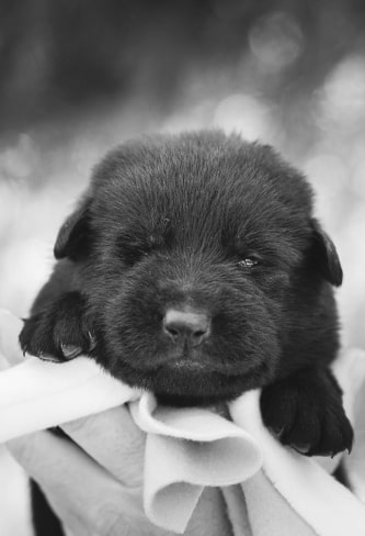 born puppy img