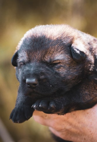 puppy img