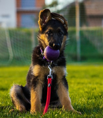 shepherd-dog img