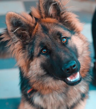 shepherd dog img
