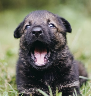 Shepherd puppy img