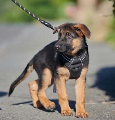 shepherd puppy img