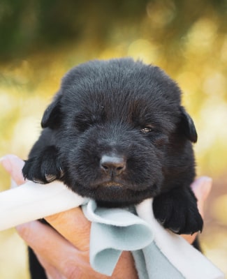 puppy img