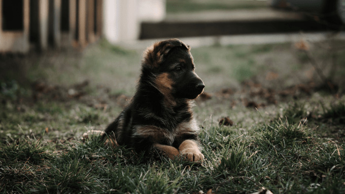 puppy